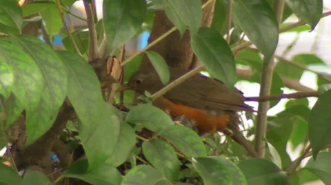 Robin's Nest 5 Видео 32848471