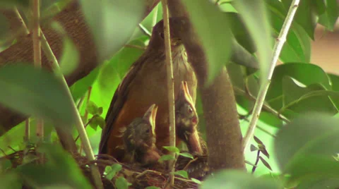 Robin's Nest 7 Stock Footage 32850361