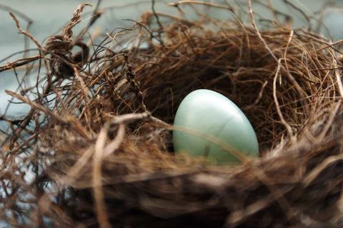 Robins Nest Egg Stock Photos