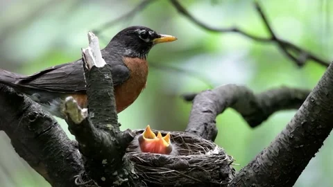 Robins Nest Feeding Stock Footage 168917991