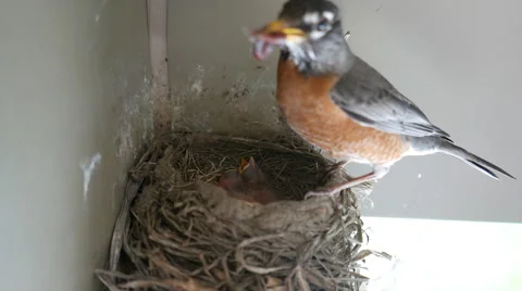 Robin's nest Vídeo Stock 49924393