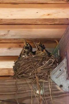 Robins in the nest Stock Photos