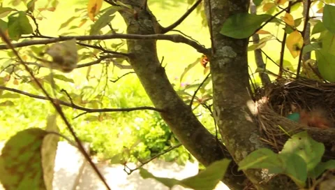 Robin's Nest in the Spring Stock Footage 5299179