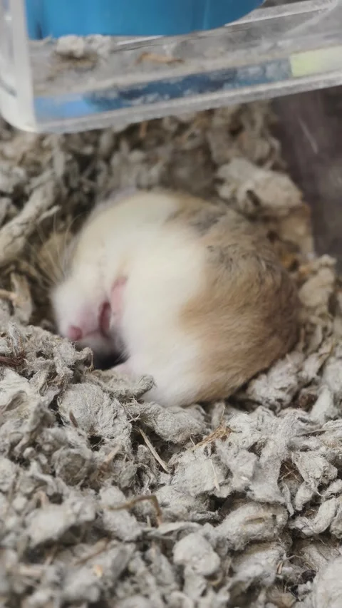 Roborovski dwarf hamster Stock-Footage 337108767