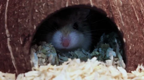 Roborovski hamster in coconut shell, Phodopus roborovskii Stock-Footage 41593720