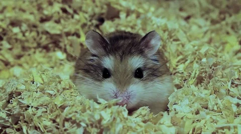 Roborovski hamster looking at the camera, Phodopus roborovskii Video stock 41593869