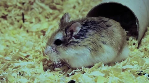 Roborovski hamster side view, Phodopus roborovskii Video stock 41593569