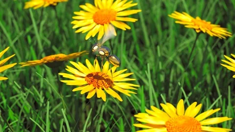 Robot bee flying on the meadow. Smart mechanical insect used in agriculture. 4K Stock Footage 201239075