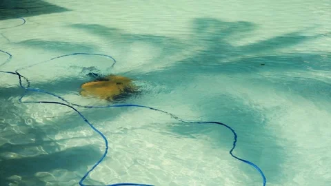 Robot cleans a pool on a sunny day. Pool cleaning concept for hotels, resorts Stock Footage 319999813