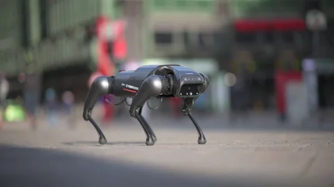 Robot dog doing tricks, jumping, dancing, Xiaomi CyberDog Stock Footage 221549453