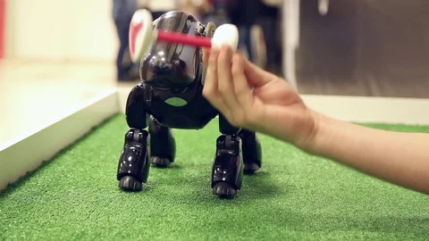 Robot dog walks on site Video stock 71480846