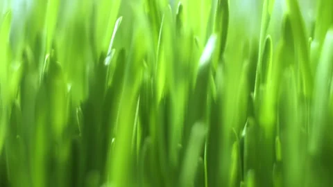 Robot Exhibition. Robot Dog. Concept of interaction between robot and human. Stock Footage 311466264