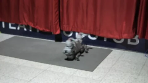 Robot exhibition. Robot dog. Concept of interaction between robot and human. Stock Footage 313669111