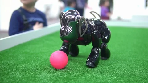 Robot in the form of a dog playing with a ball Stock Footage 87172130