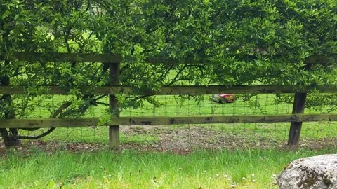 Robot Lawnmower Seen Through Bushes Stock Footage 263959801