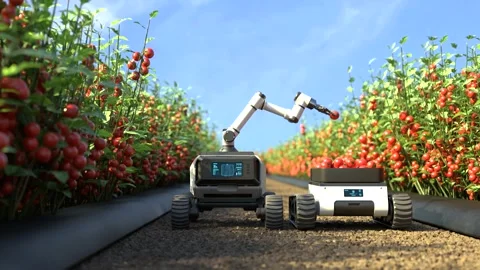 Robot is picking tomatoes in a tomato garden Stock Footage 246339707
