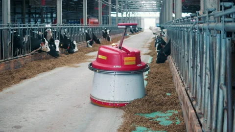 Robot is shoving hay closer to cows Stock Footage 166998406