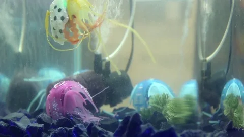 Robot swimming in the aquarium Stock Footage 71480526