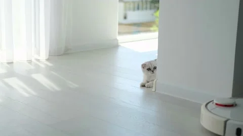 Robot vacuum cleaner with a cat in the room. Stock-Footage 217959511