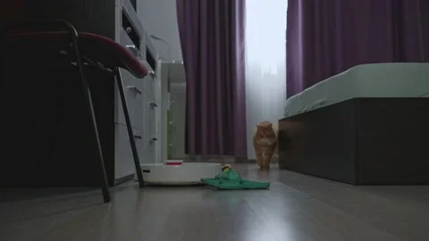 The robot vacuum cleaner cleans the room by the red cat is not afraid 動画素材 201686562