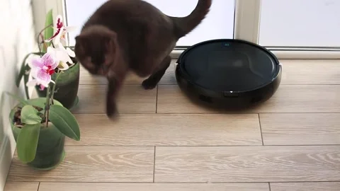 A robot vacuum cleaner runs over a cat and knocks down a flower pot Stock Footage 257862972