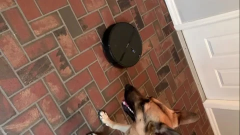 Robot vacuum fashion for german shepherd