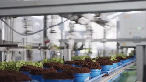 Robotic Automation System for High Speed Seedling Transplanting 4K Stock Footage 332158317
