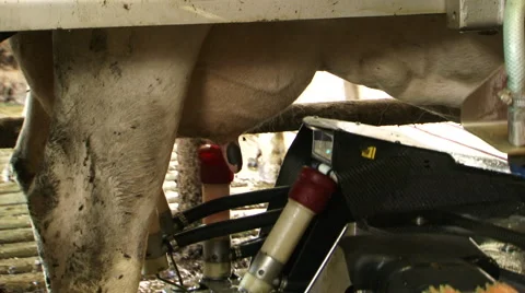 Robotic cow milking machine Vídeo Stock 60753922