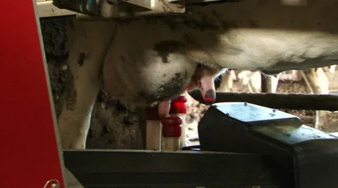 Robotic cow milking machine Vídeo Stock 60782466