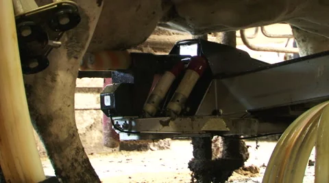 Robotic cow milking machine Vídeo Stock 60784001