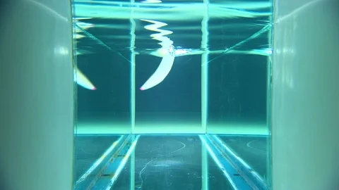 Robotic eel moving underwater Stock Footage 99053092