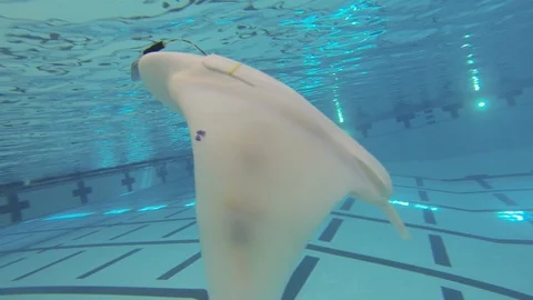 Robotic eel moving underwater 動画素材 99053157