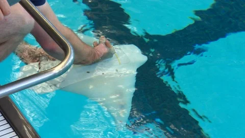 Robotic eel moving underwater Stock Footage 99053234