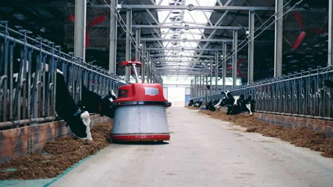 Robotic feed pusher is helping farm cows to eat hay Stock Footage 168171085