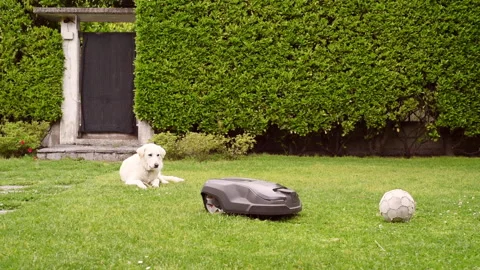 Robotic Lawn Mower cutting grass in the garden. Stock Footage 154173871