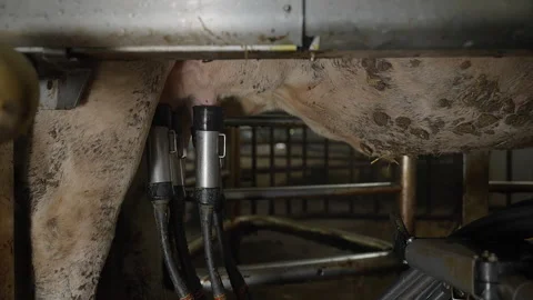 Robotic machine connected to the cow animal for milk extracting process Stock Footage 274734487