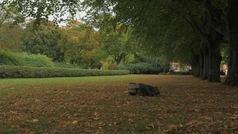 Robotic Mower at a Cemetery, Early Fall or Autumn, Low Angle Stock Footage 222912092