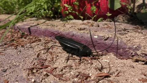 Robotic solar spy roach gathers electronic information transmits back home Stock Footage 74313208