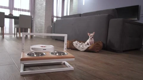 Robotic vacuum cleaner working in apartment Stock Footage 145018273