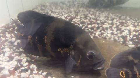 A robust black and orange patterned tropical fish, possibly an Oscar, patient Фото