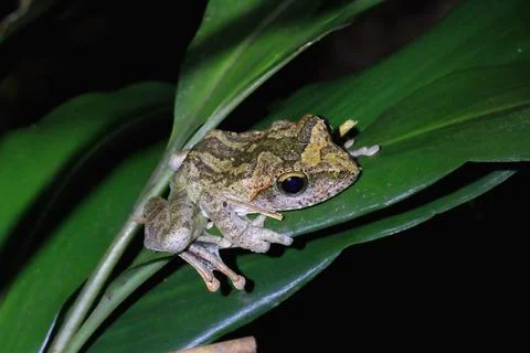 Robust Buerger's Frog Perched on a Leaf. Stock Photos