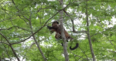 Robust Capuchin climb around and jump and feed in atlantic rainforest tree 库存影片 344779054