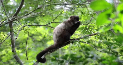 Robust Capuchin sit on branch feeding in the Atlantic Rainforest Stock Footage 344779066