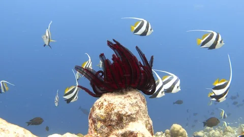 Robust feather star and schooling bannerfishes. Maldives. 4K Stock Footage 127780757