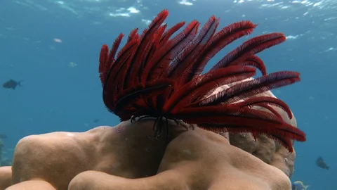 Robust feather star (Himerometra robustipinna) underwater. Maldives. 4K Stock Footage 127787817