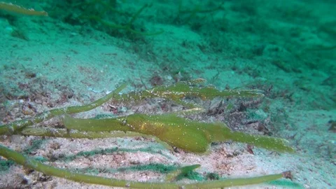 Robust ghost pipe fish Stock Footage 90797049
