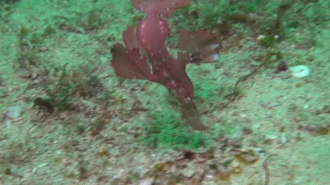 Robust ghost pipe fish Stock Footage 90797057