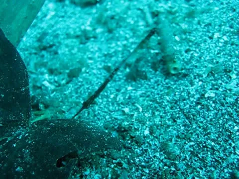 Robust ghost pipefish Stock Footage 26401645