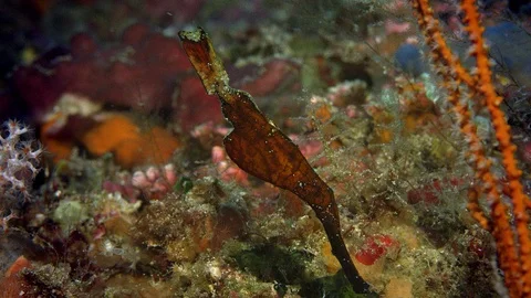 A Robust Ghost Pipefish is hiding in a coral reef Stock Footage 98847595
