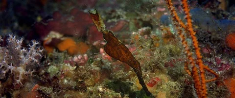 A Robust Ghost Pipefish is hiding in a coral reef Видео 99201318